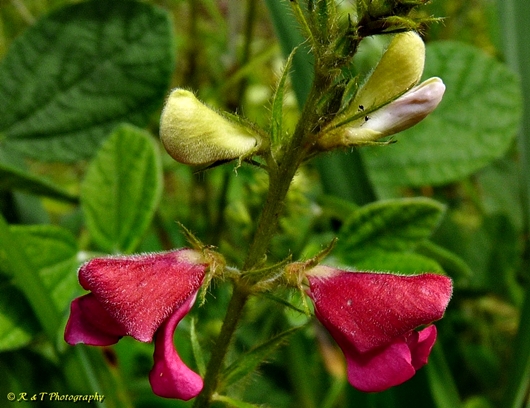 {Tephrosia spicata}